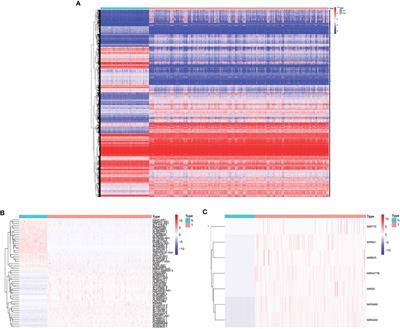 Molecular Features of Glioma Determined and Validated Using Combined TCGA and GTEx Data Analyses